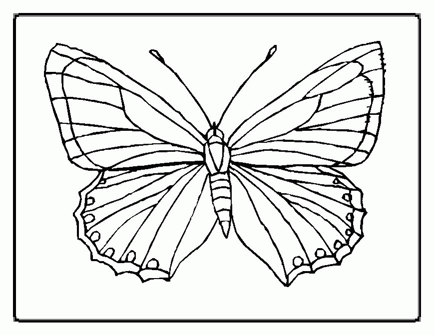 Plansa de colorat cu Fluturi 28 21